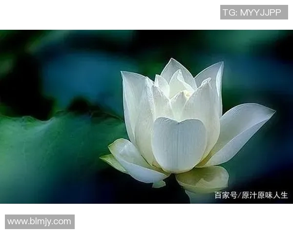 景菡一的成长之路：从平凡到卓越的心灵探索与人生启示